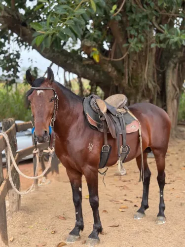 Mangalarga marchador 