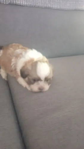 Cachorro macho Shitzu 