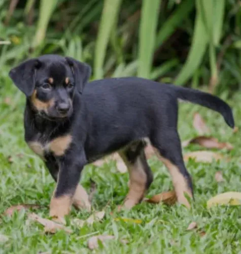 Puros Filhotes de Rottweiler - Proteção, Força e Companheirismo