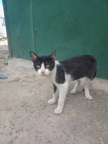 Doação gato macho 5 meses