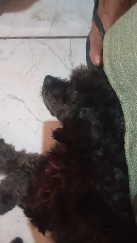 Poodle toy 
