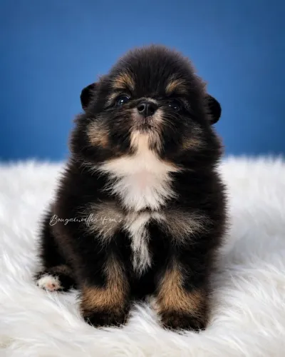 Lulu da Pomerânia/ Spitz Alemão Black and Tan, cor lindíssima.