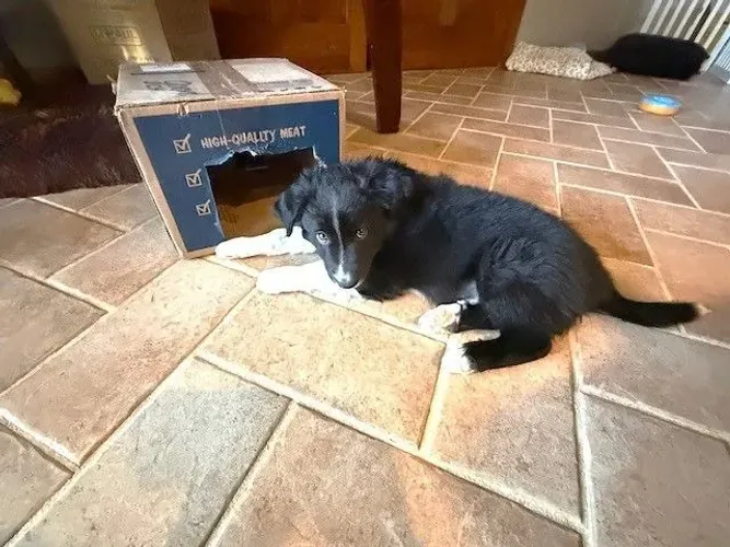 Filhotes de Border Collie | Carinho que transforma o cotidiano.