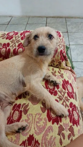 Cadela fêmea SRD pequeno porte disponível pra adoção