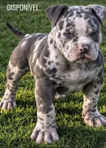 american bully vacinados c/ pedigree e garantias 