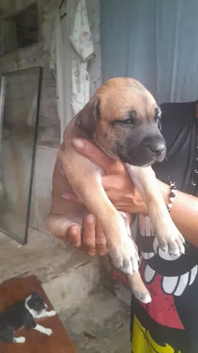 Cachorrinhos para adoção
