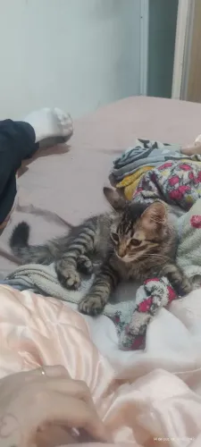 Gatinho para doação 