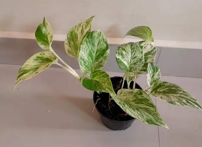 Plantas ornamentais.