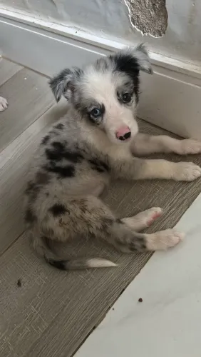 BORDER COLLIE fêmea