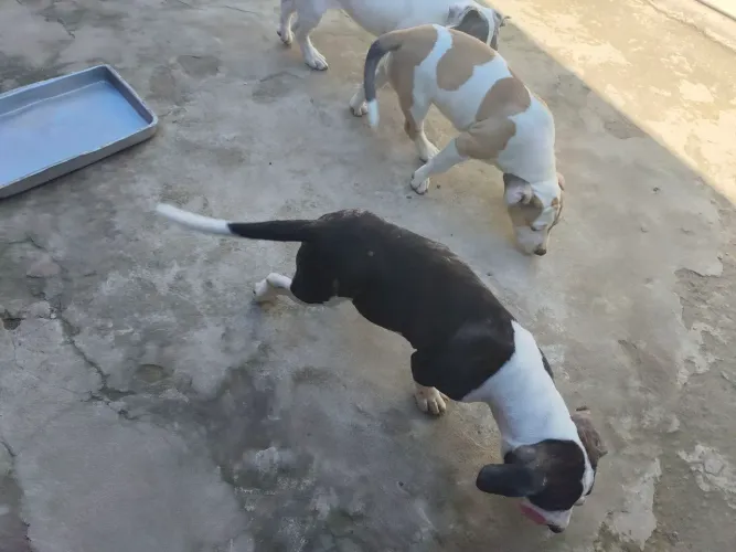 Filhote Américan com Pitbull 