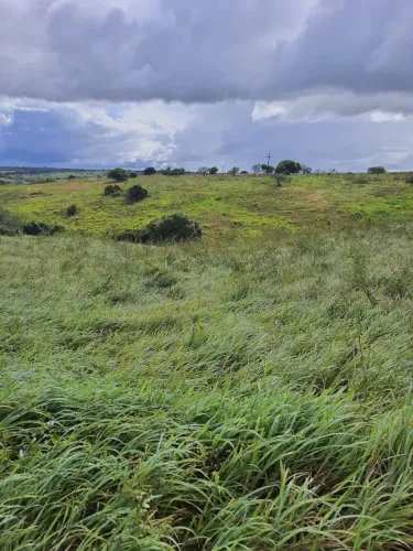 Excelente Fazenda na região de Monte Alegre com 20 hectares 100% plantada
