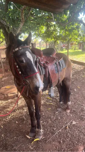 Cavalo meio sangue