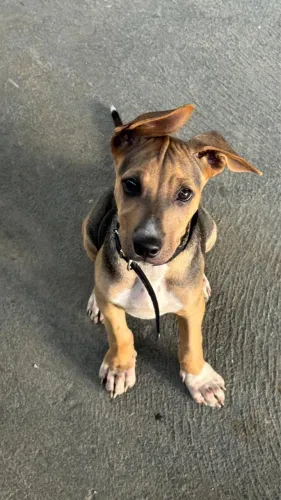 Cachorro Para Adoção