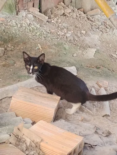 Doação de gato macho