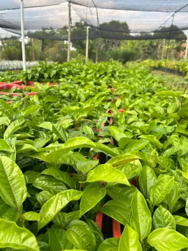 Mudas de maracujá
