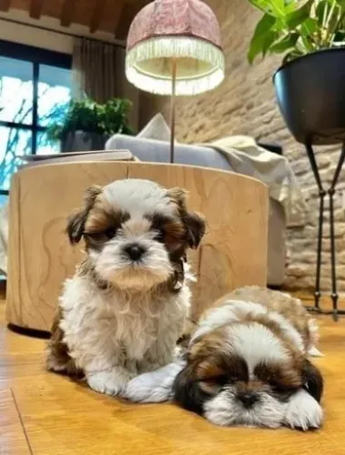 Shih Tzu Branco Fêmea - Minúscula e Cheia de Personalidade!