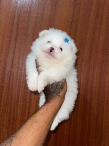 Lulu da pomerania anão branco neve 