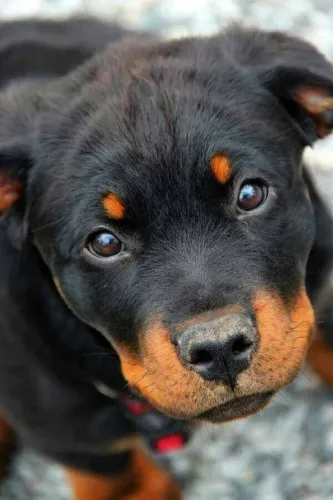 Rottweiler filhote disponível para farejar tudo
