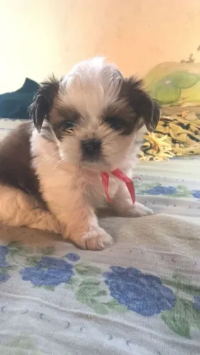 Filhote de Shih Tzu preto e branco