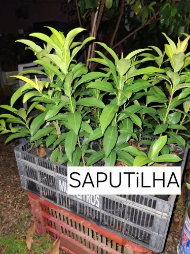   SAPUTILHA,Abacate fortuna, graviola Gigante 