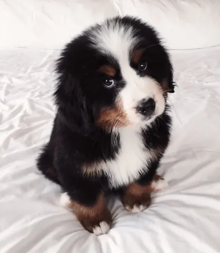 Bernese moutain seu melhor amigo