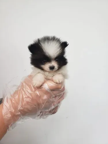 Spitz Alemão padrão boo, melhor linhagem conosco