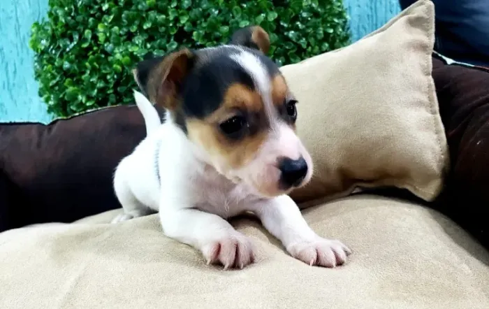 Filhotes de Jack Russel na cor tricolor  