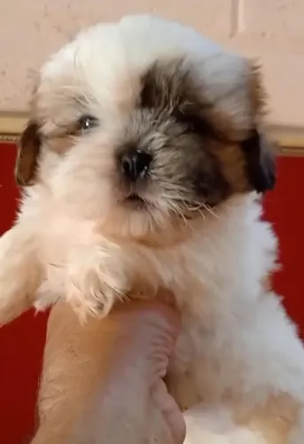 Shih Tzu para venda responsável - filhote com temperamento doce
