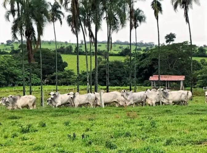 Fazenda à venda de 86 alqueires em Guapo-GO
