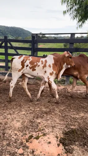 Bezerros e novilhas Nelore pintado PO 