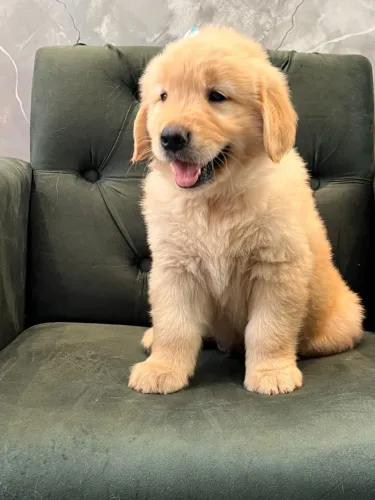 Golden Retriever grandão