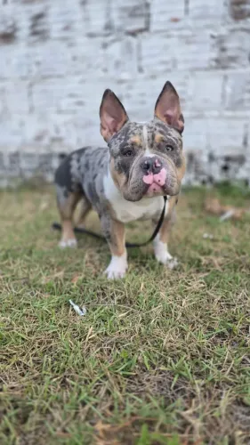 Cobertura American Bully Exotic Tri Blue Merle