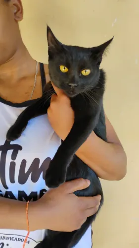 Doação Responsável de uma gata preta de 4 meses muito dócil