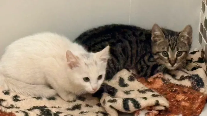 Precisam de um lar , quem tem um cantinho no coração pra receber amor desses dois bebês? 