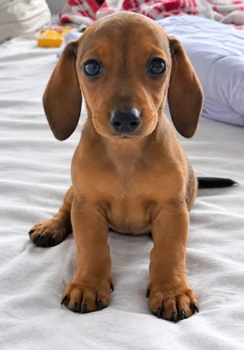 filhote de basset kaninchen