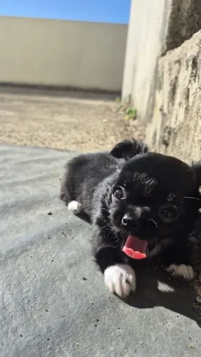 Chihuahua