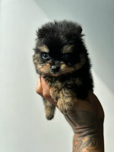 Pomerania 