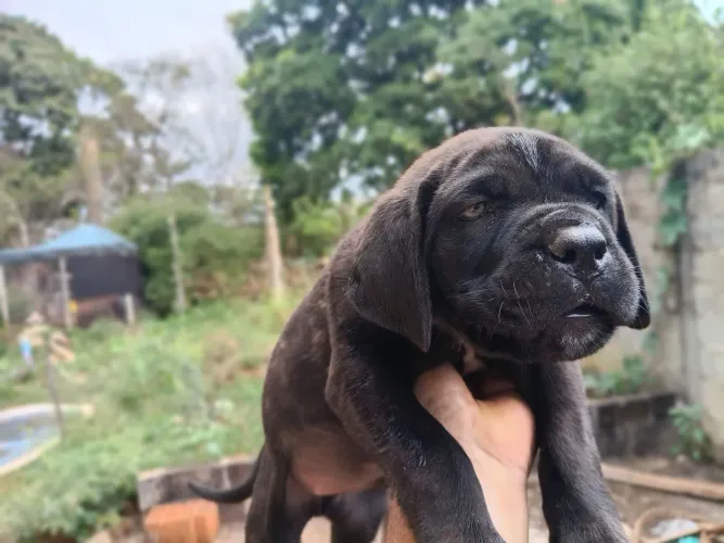 Filhote de cane corso