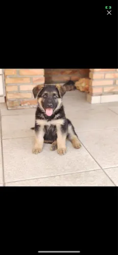Pastor Alemão Capa Preta Padrão PM Super Filhotes com Pedigree 