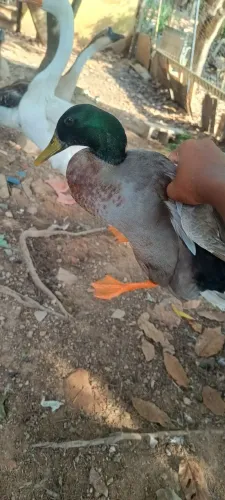 Marreco macho para venda?