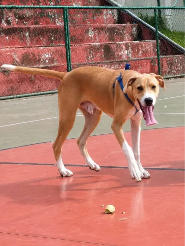 Doa-se cachorros grande porte