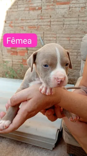 Filhotes de Pitbull monster