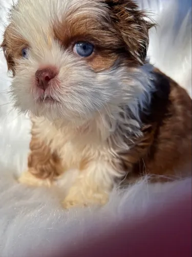 Shihtzu olho azul