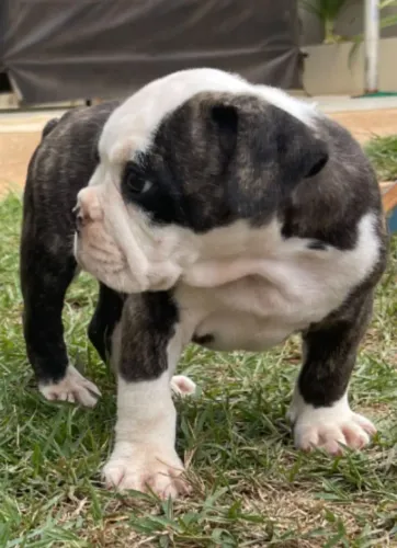 Lindos filhotes de Bulldog