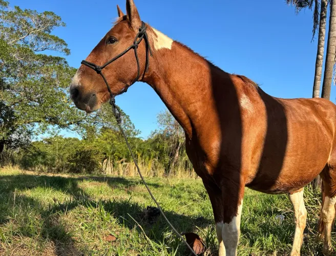 Cavalo venda