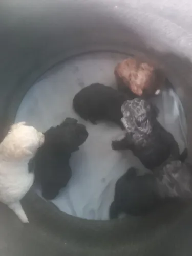 Cachorros poodle toy