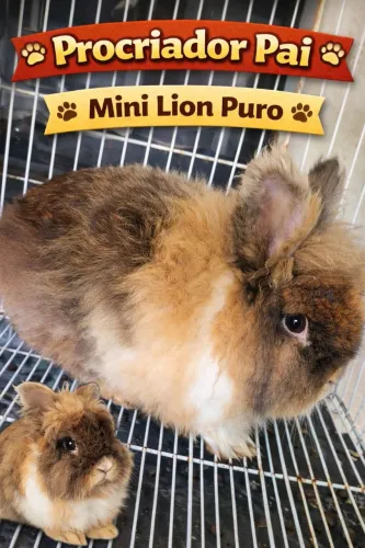 Coelhos pai teddy com lion head mãe lion com netherland 