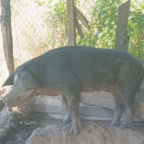 Vende-se porca femea 