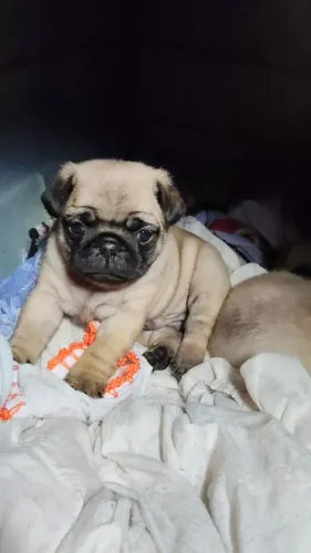 Pug o presente mais fofo para seu namorado(a)