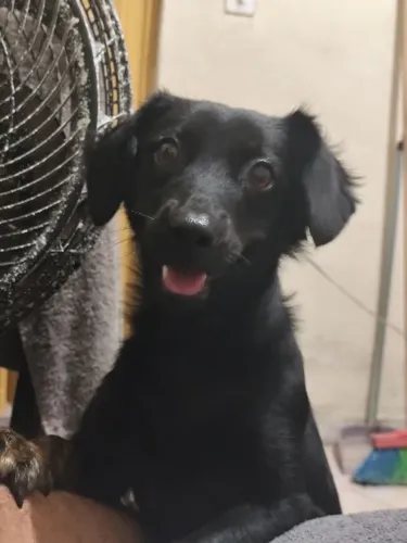 Pet para adoção: Lulu Belford roxo e cidades vizinhas